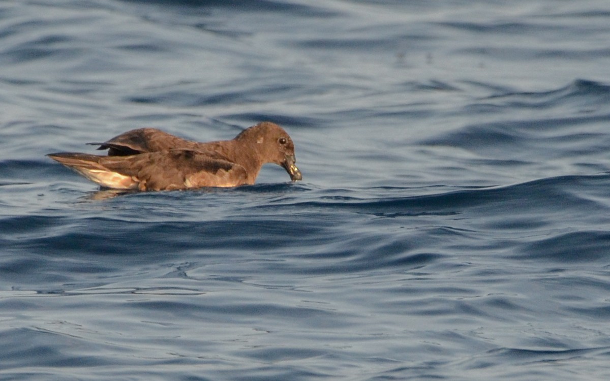 Tahiti Petrel - ML623322347