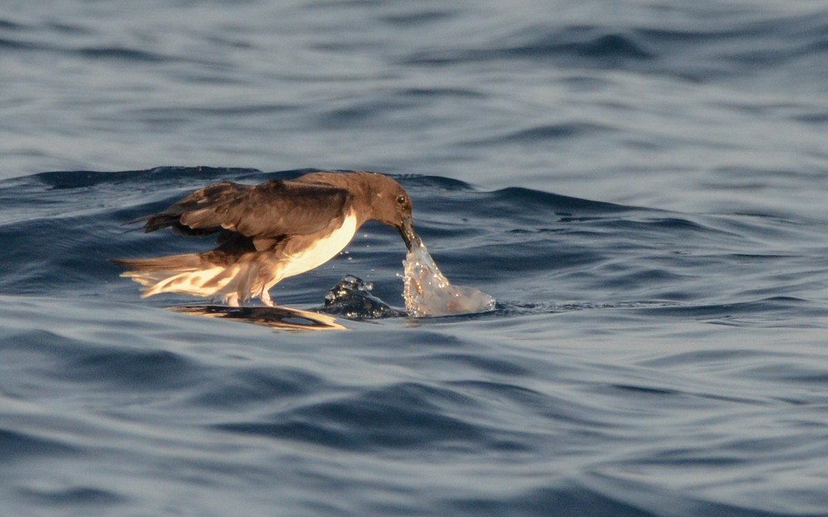 Tahiti Petrel - ML623322348