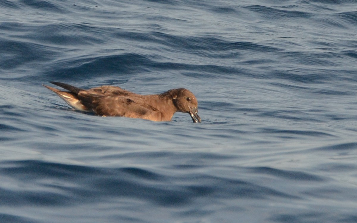 Tahiti Petrel - ML623322349