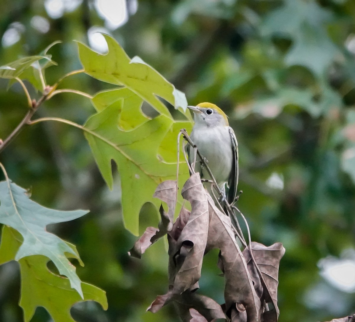 Chestnut-sided Warbler - ML623322352