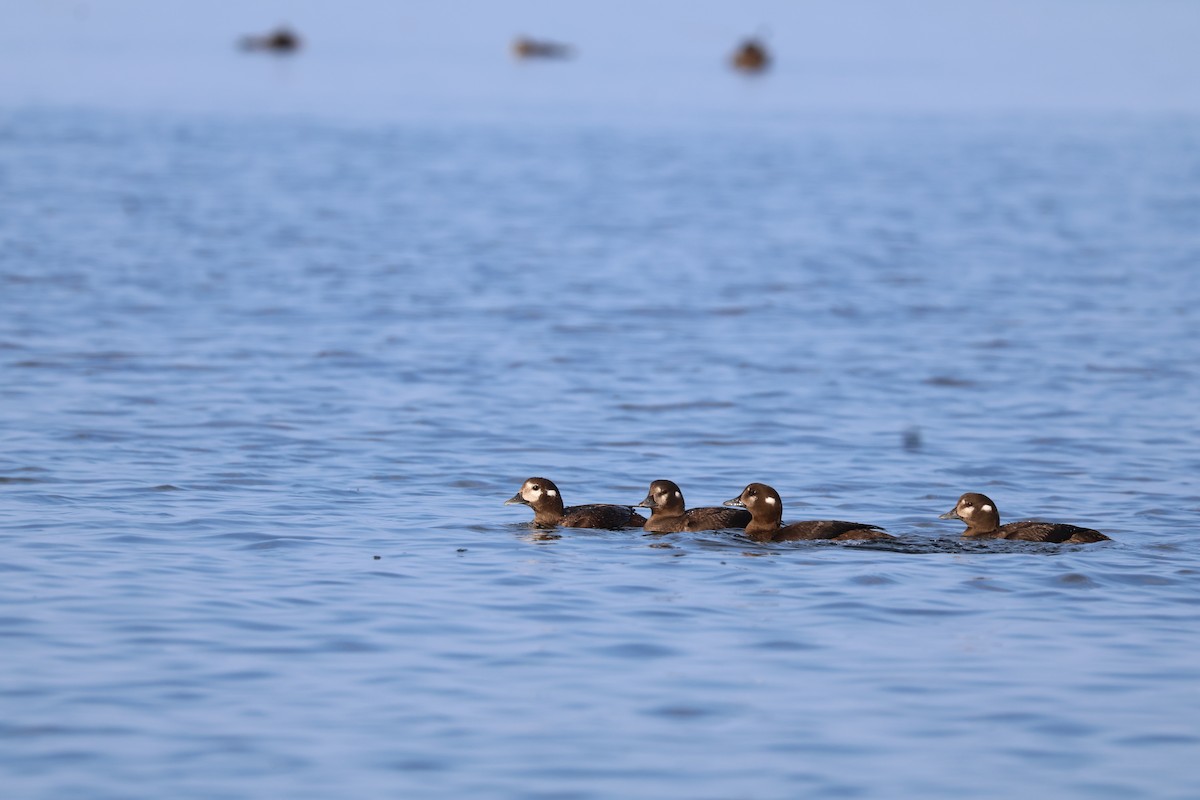 Harlequin Duck - ML623322359