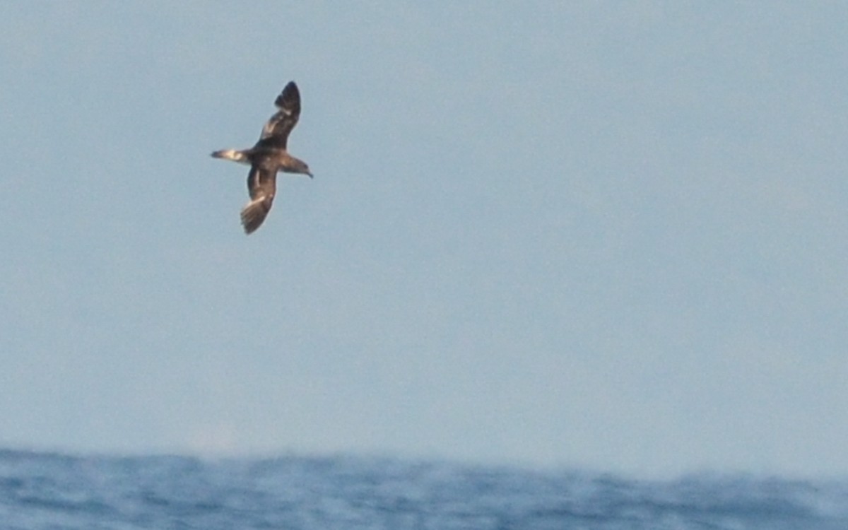 Tahiti Petrel - ML623322411