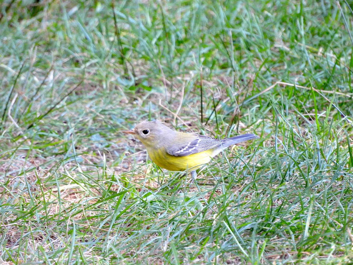 Magnolia Warbler - ML623322438
