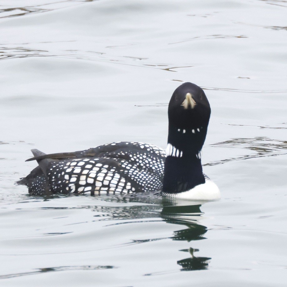 Yellow-billed Loon - ML623322450