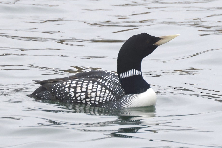 Yellow-billed Loon - ML623322451