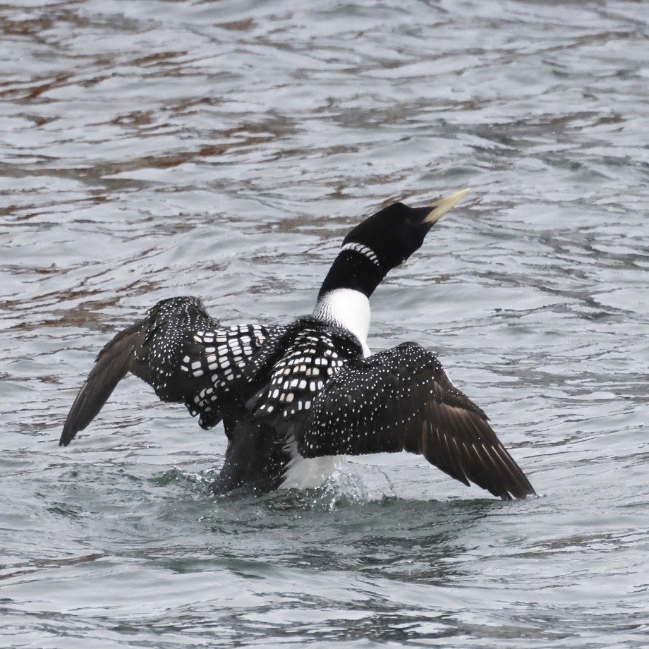 Yellow-billed Loon - ML623322452