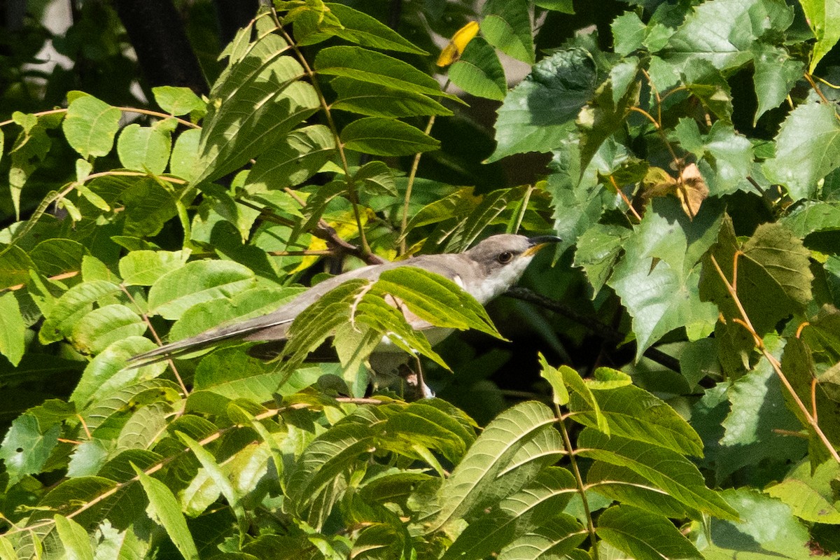 Yellow-billed Cuckoo - ML623322460