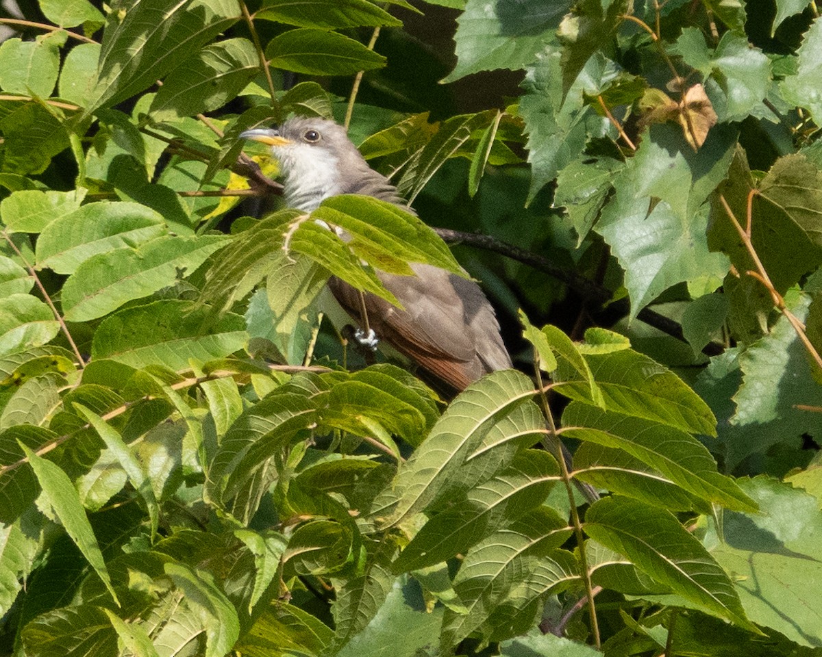 Yellow-billed Cuckoo - ML623322461