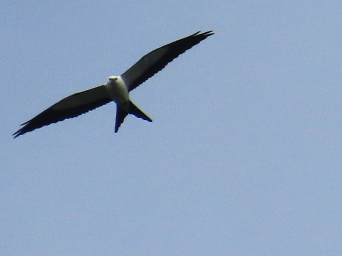 Swallow-tailed Kite - ML623322474