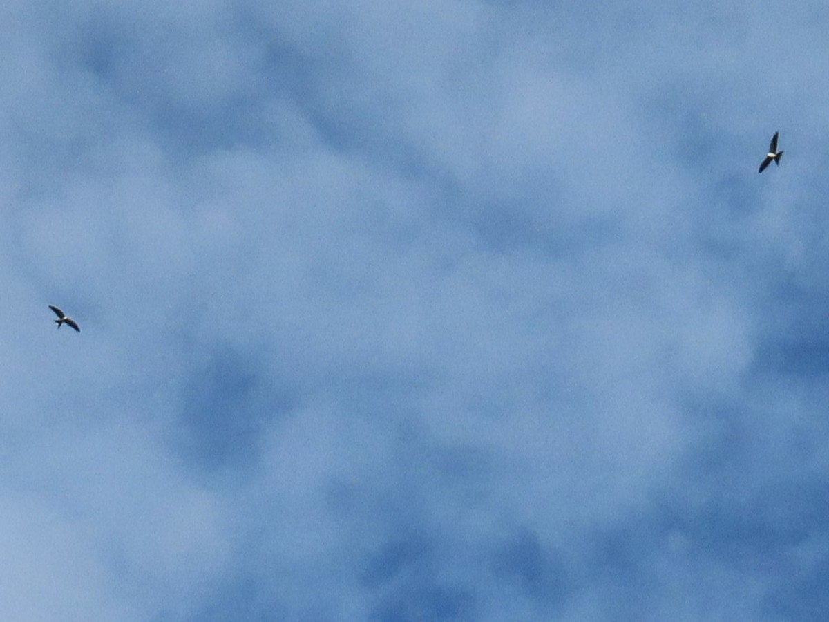 Swallow-tailed Kite - WARREN MENDENHALL