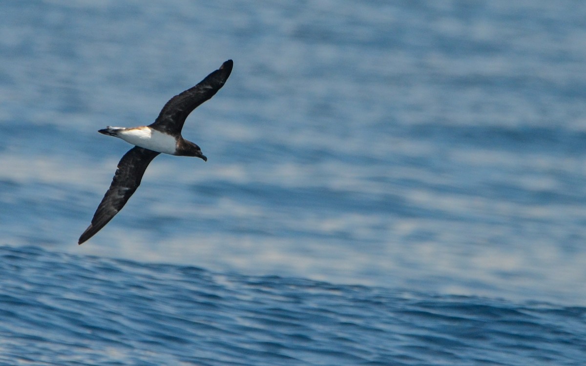 Tahiti Petrel - Ramón  Trinchan Guerra