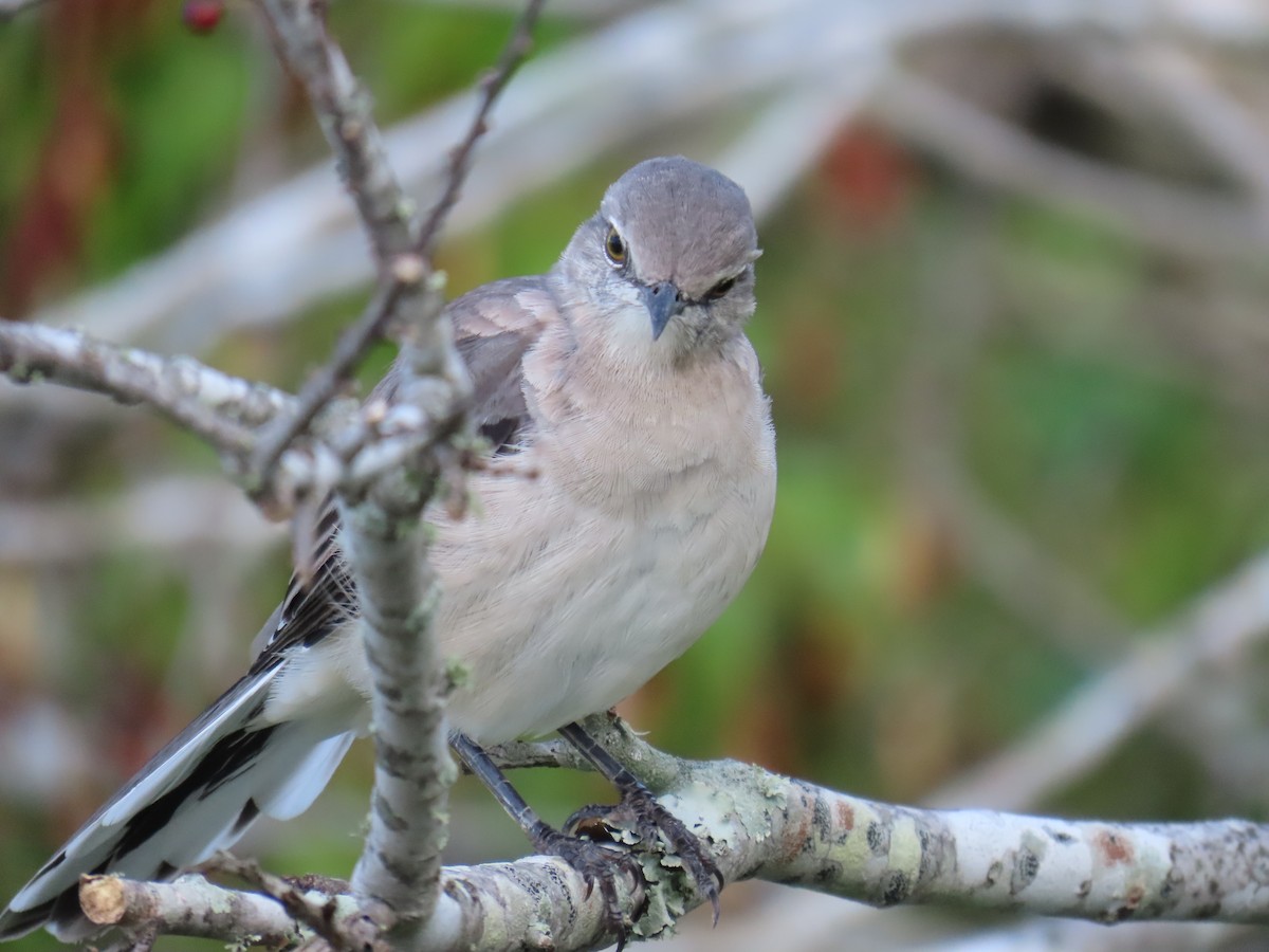 Northern Mockingbird - ML623322492