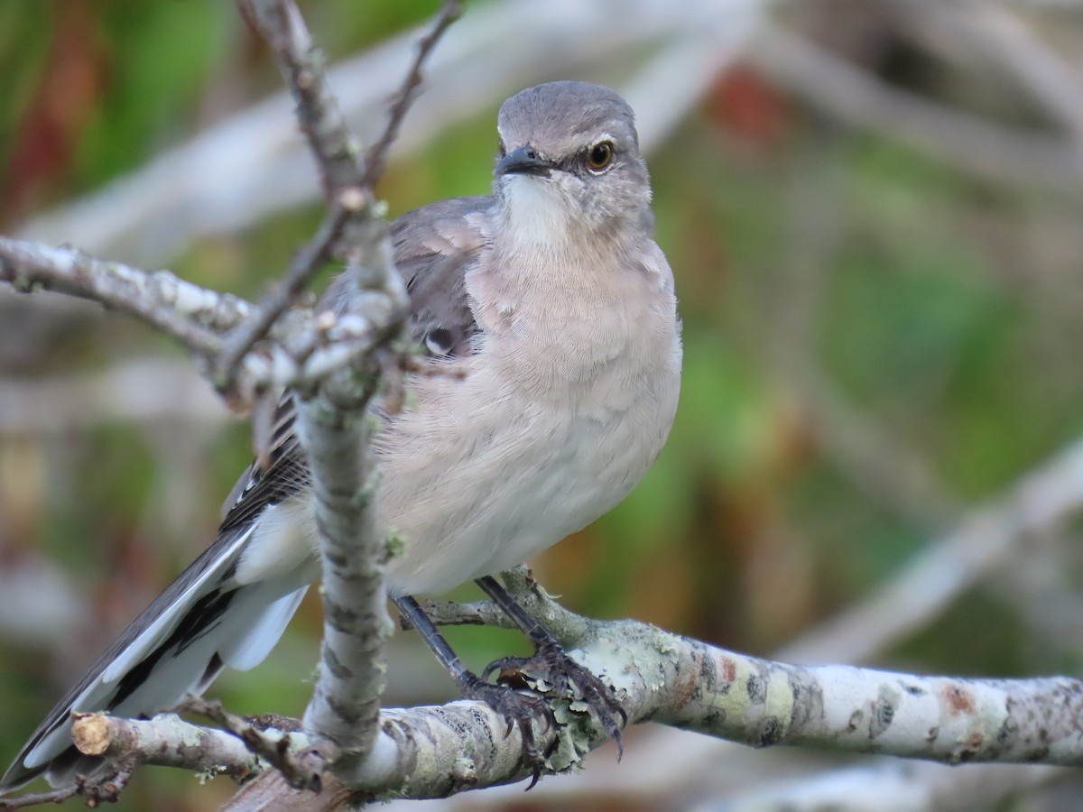 Northern Mockingbird - WARREN MENDENHALL