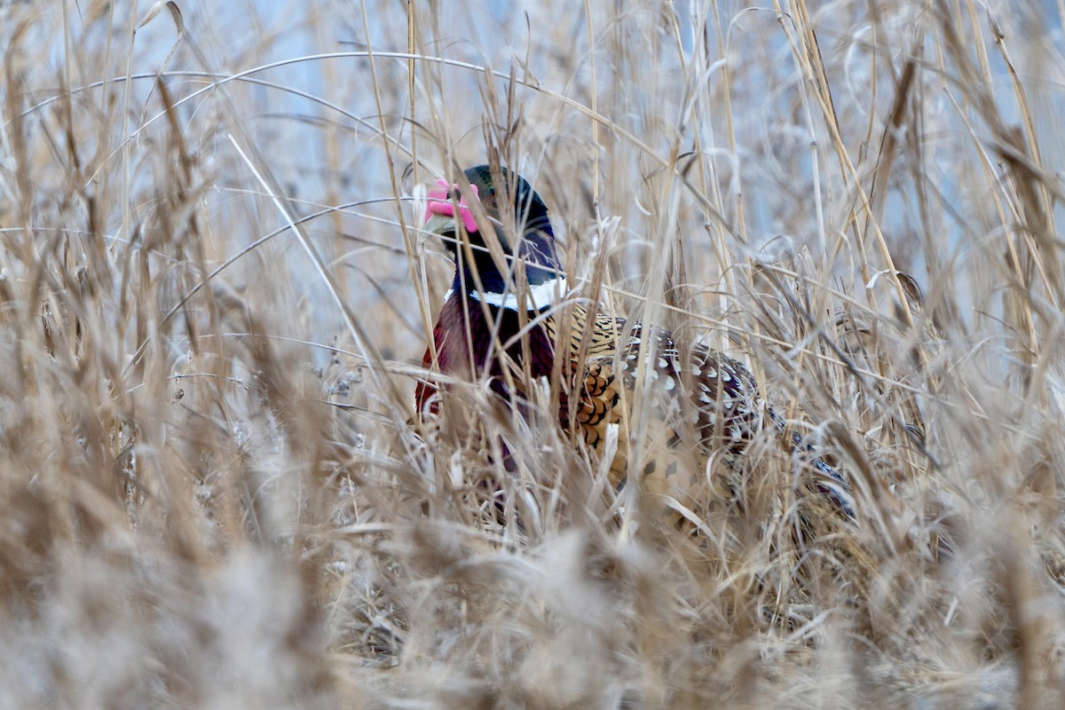 Ring-necked Pheasant - ML623322495