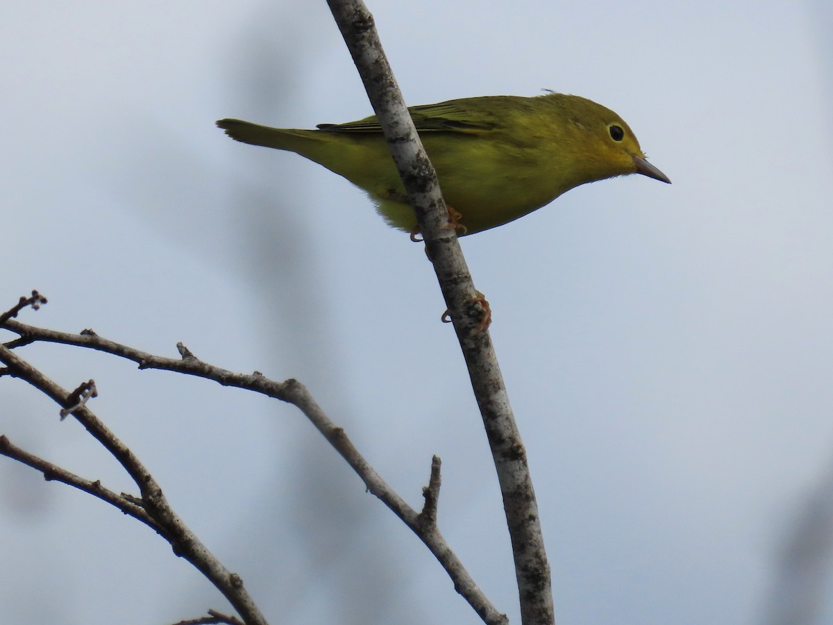 Yellow Warbler - ML623322509