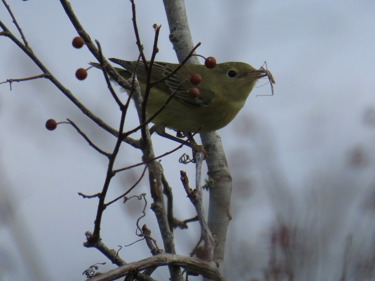 Yellow Warbler - WARREN MENDENHALL