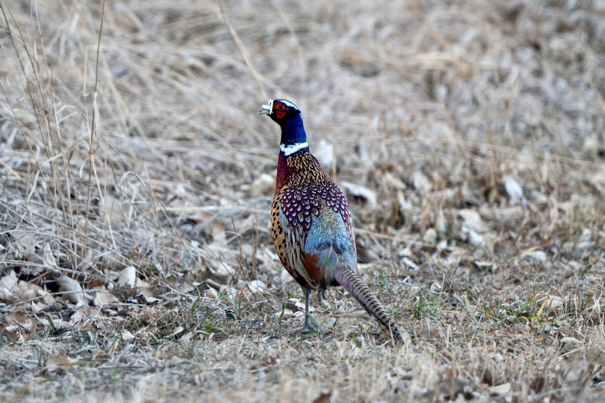 Ring-necked Pheasant - ML623322537