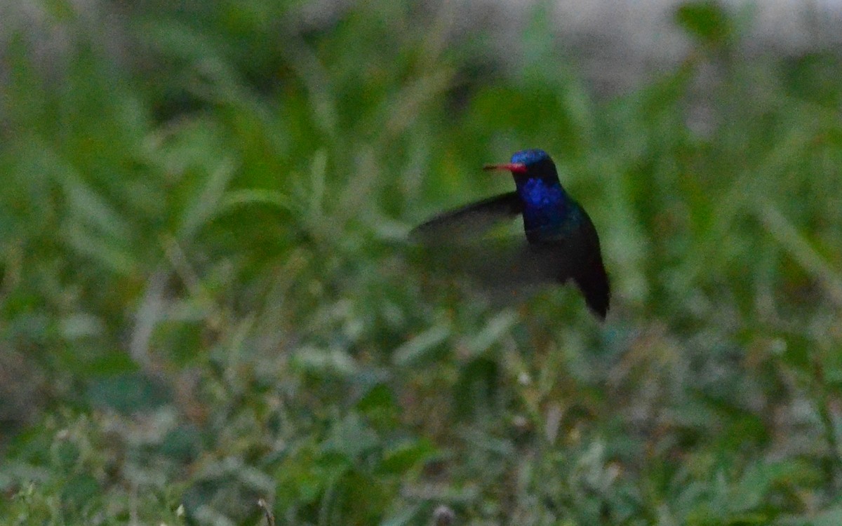 Turquoise-crowned Hummingbird - Ramón  Trinchan Guerra