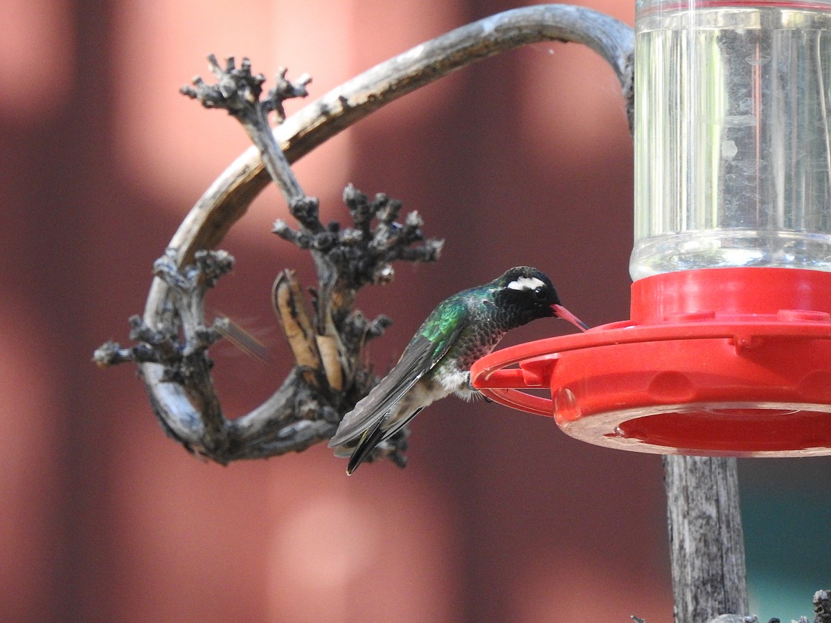 White-eared Hummingbird - leanne grieves