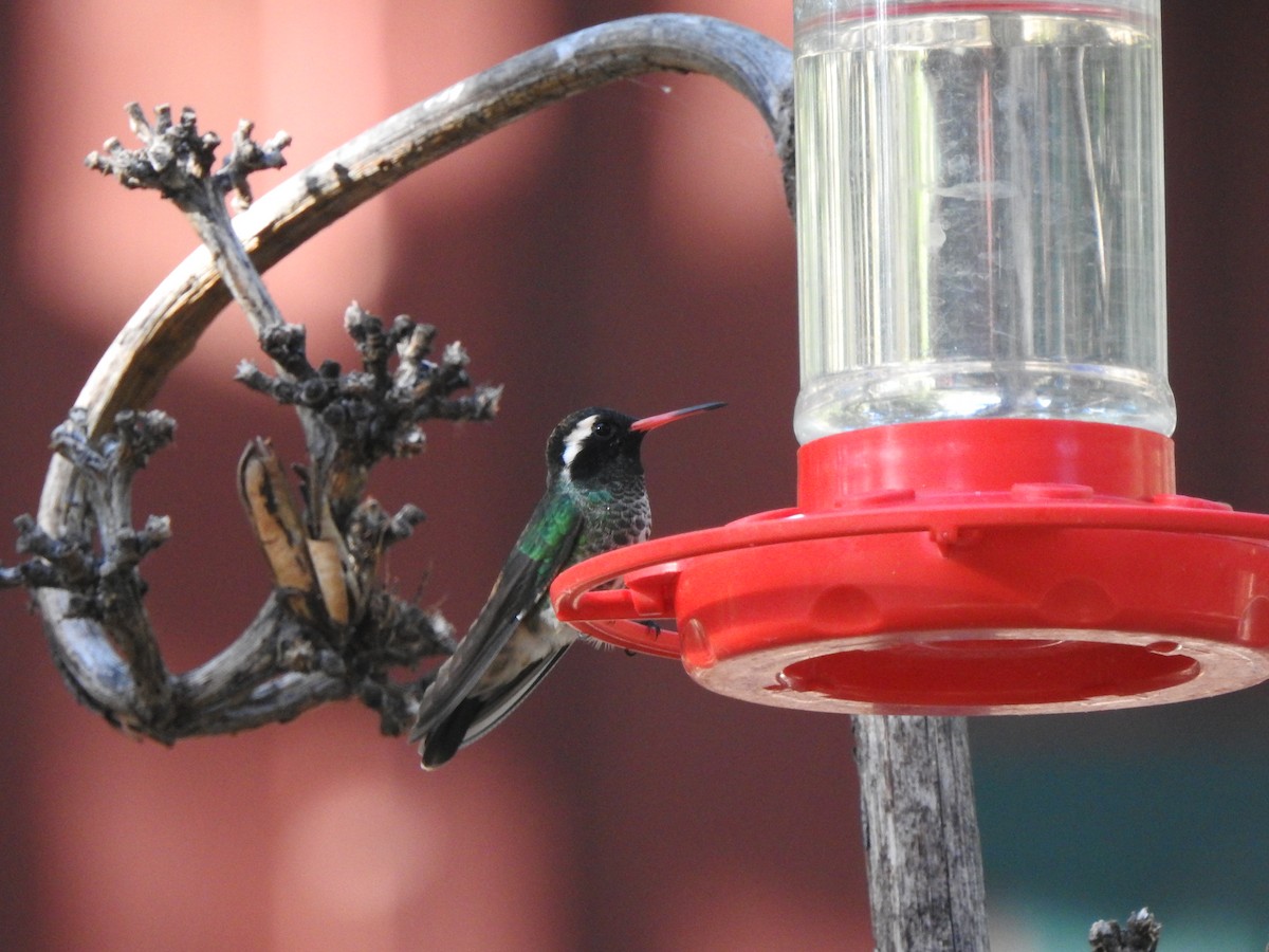 White-eared Hummingbird - ML623322593