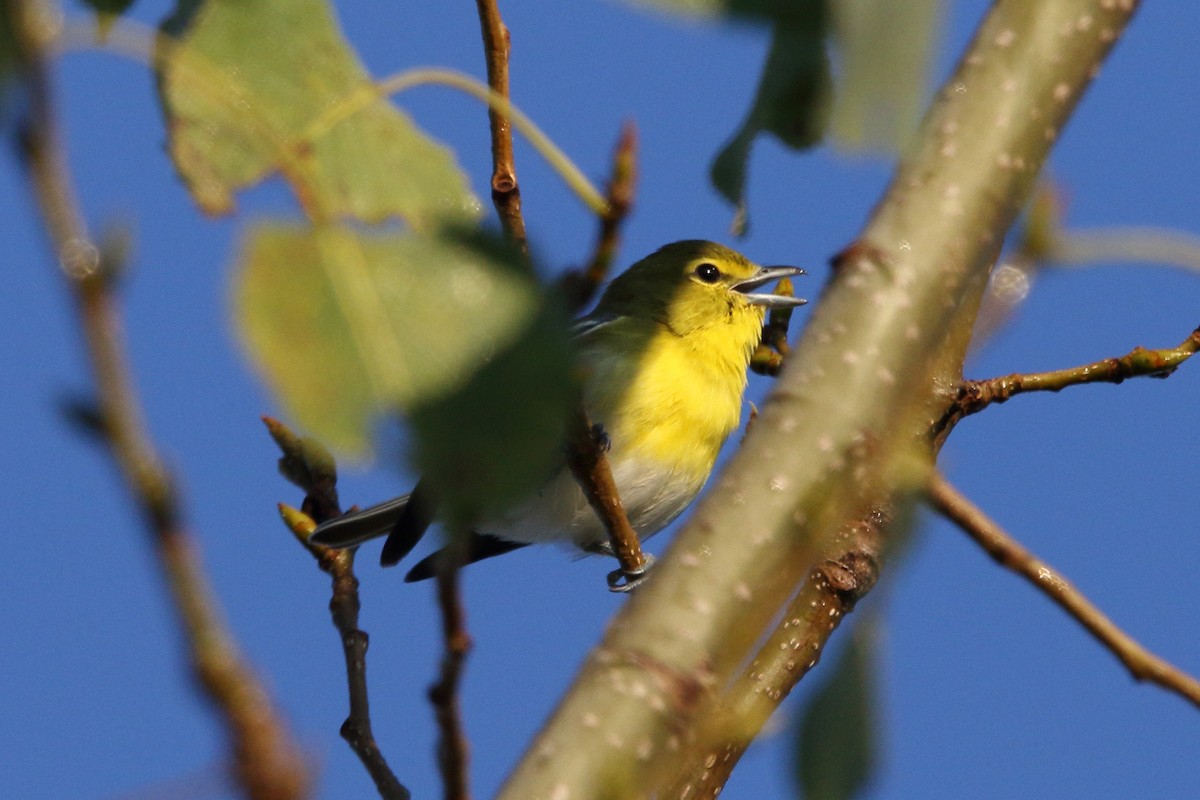 Yellow-throated Vireo - ML623322595