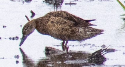 Blue-winged Teal - ML623322613
