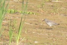 Red Knot - ML623322652