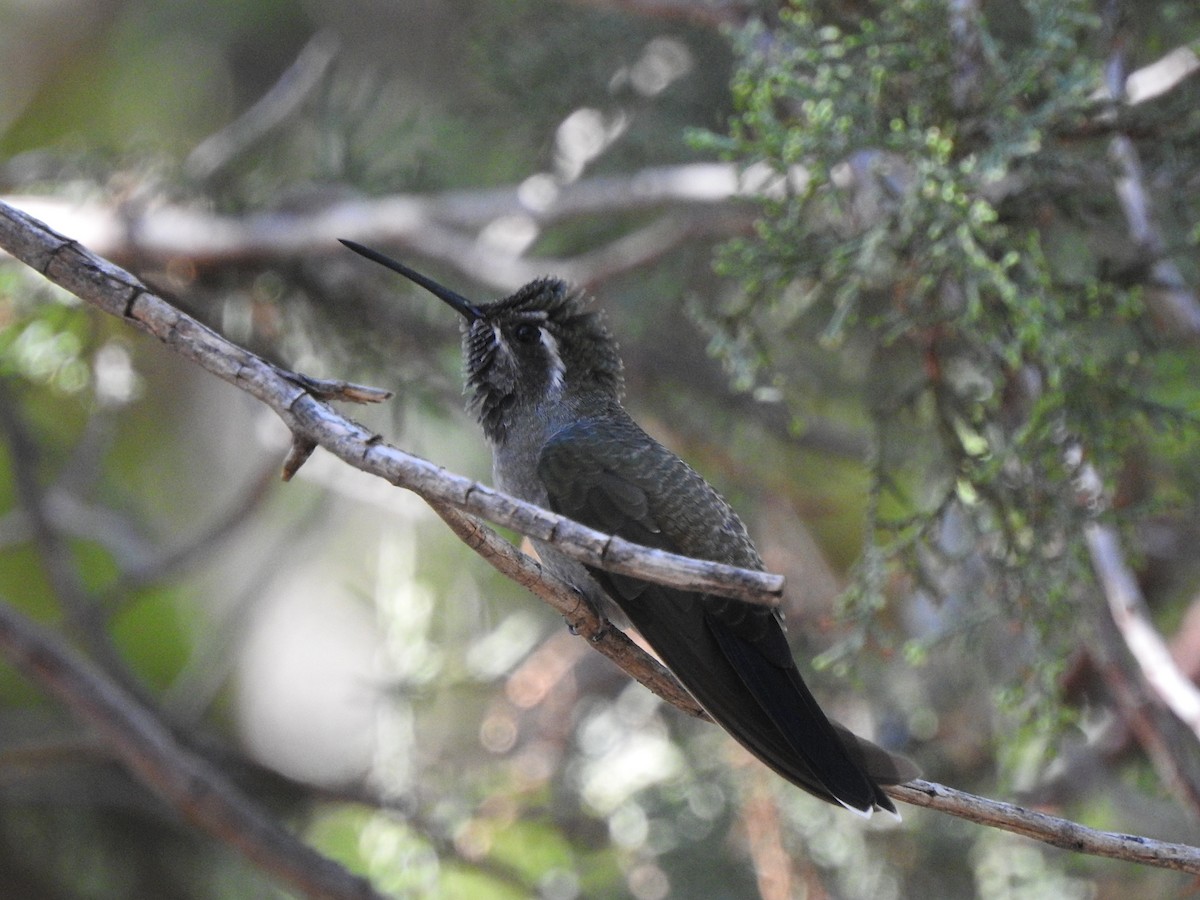 White-eared Hummingbird - ML623322664