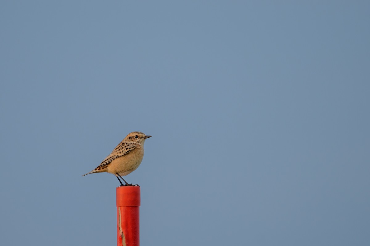 Whinchat - ML623322691