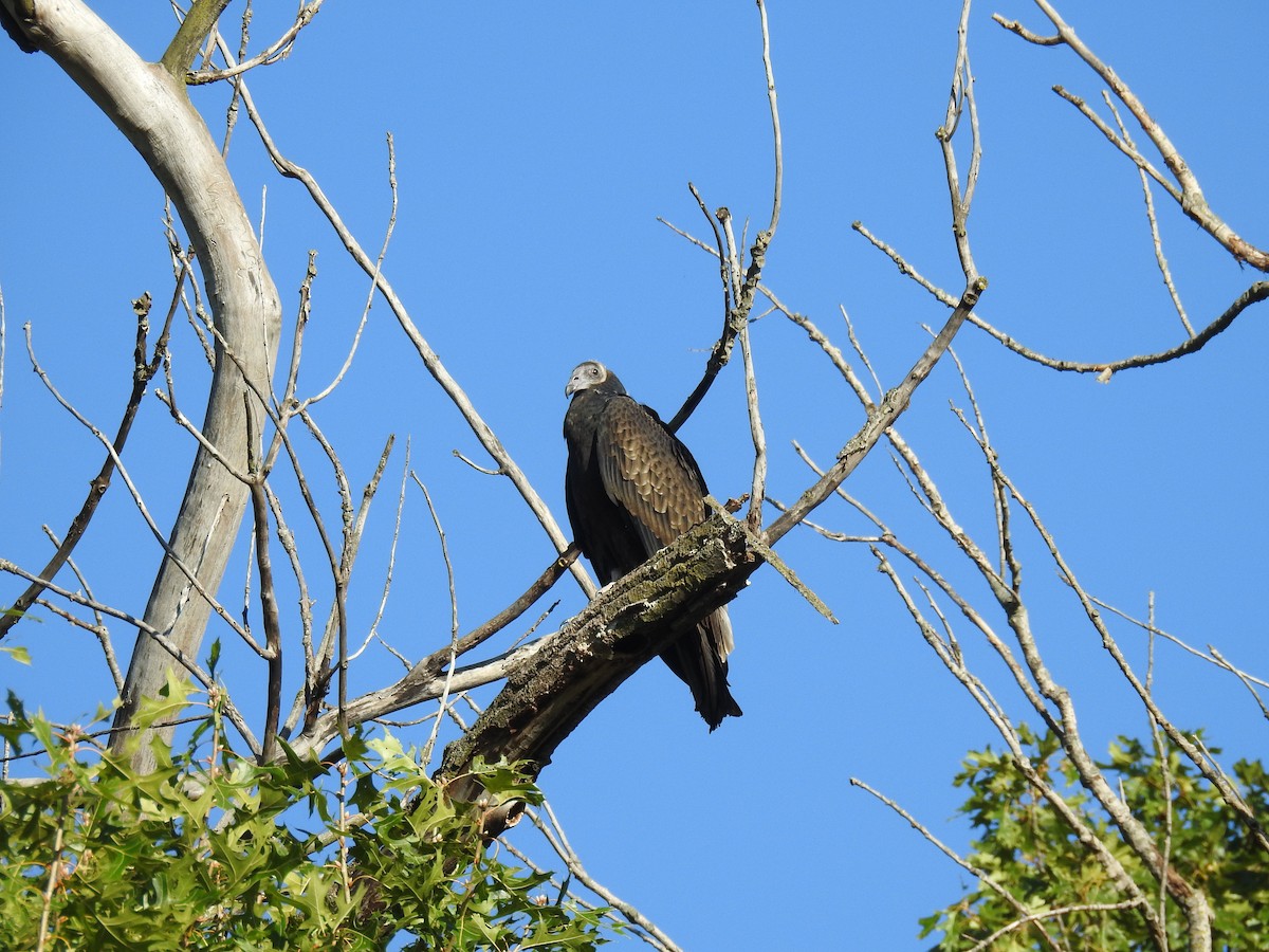 Turkey Vulture - ML623322791