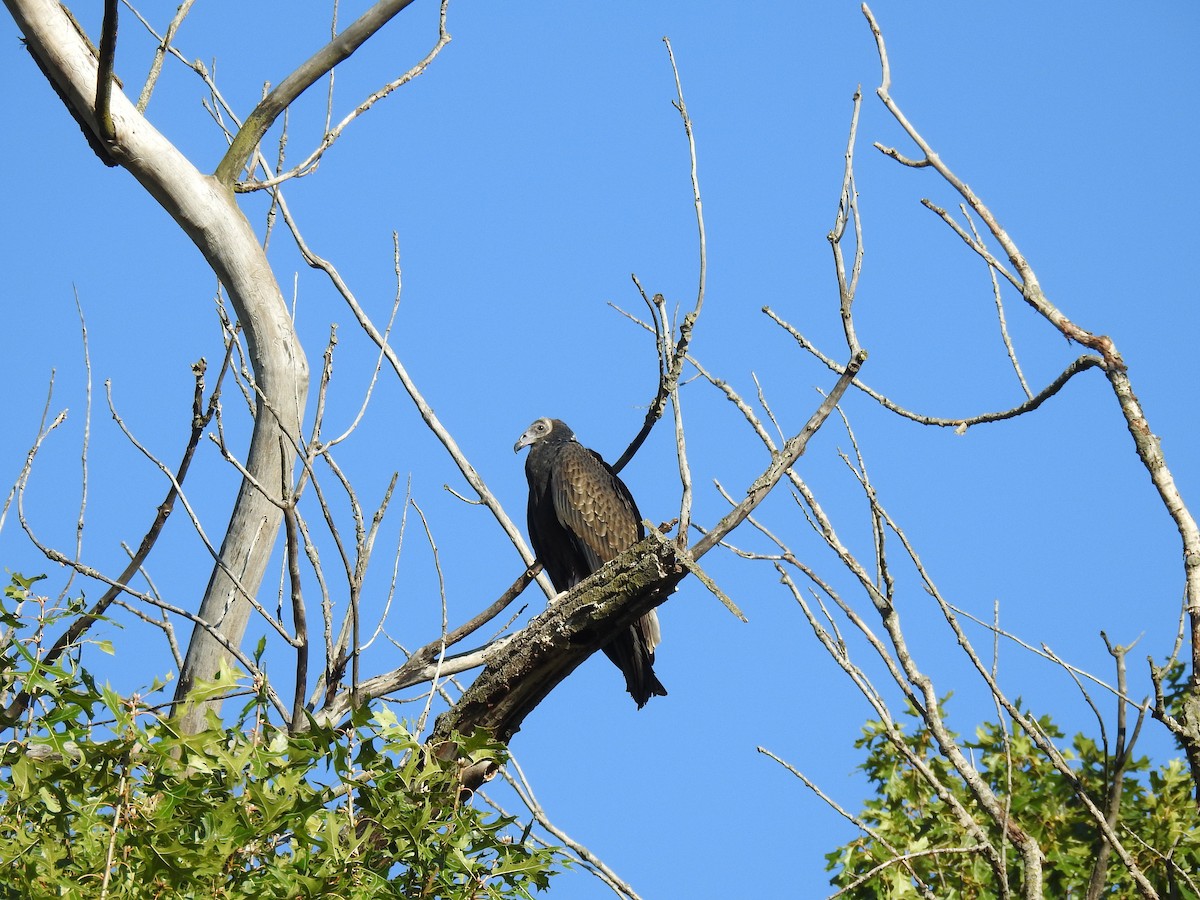 Turkey Vulture - ML623322796