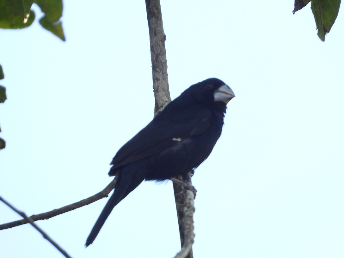 Large-billed Seed-Finch - ML623322801