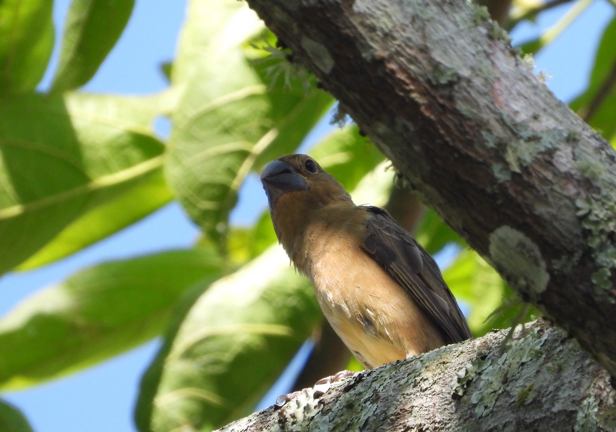 Large-billed Seed-Finch - ML623322850