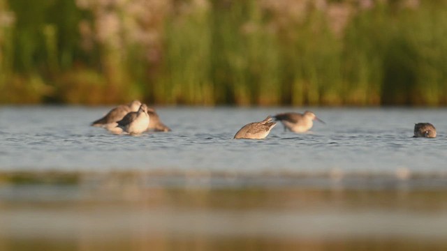 Spotted Redshank - ML623322897