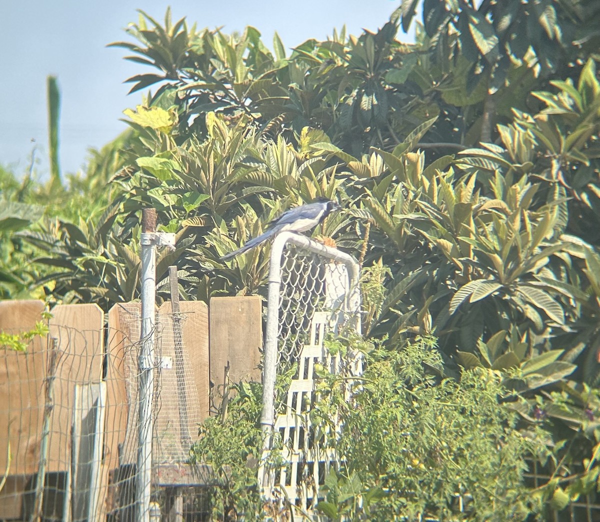 Black-throated Magpie-Jay - ML623322932