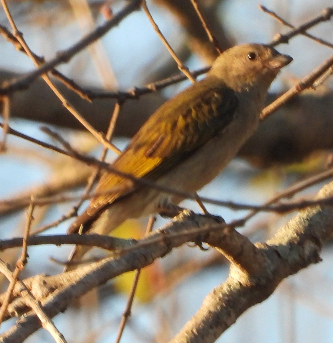 Lesser Honeyguide - ML623322998