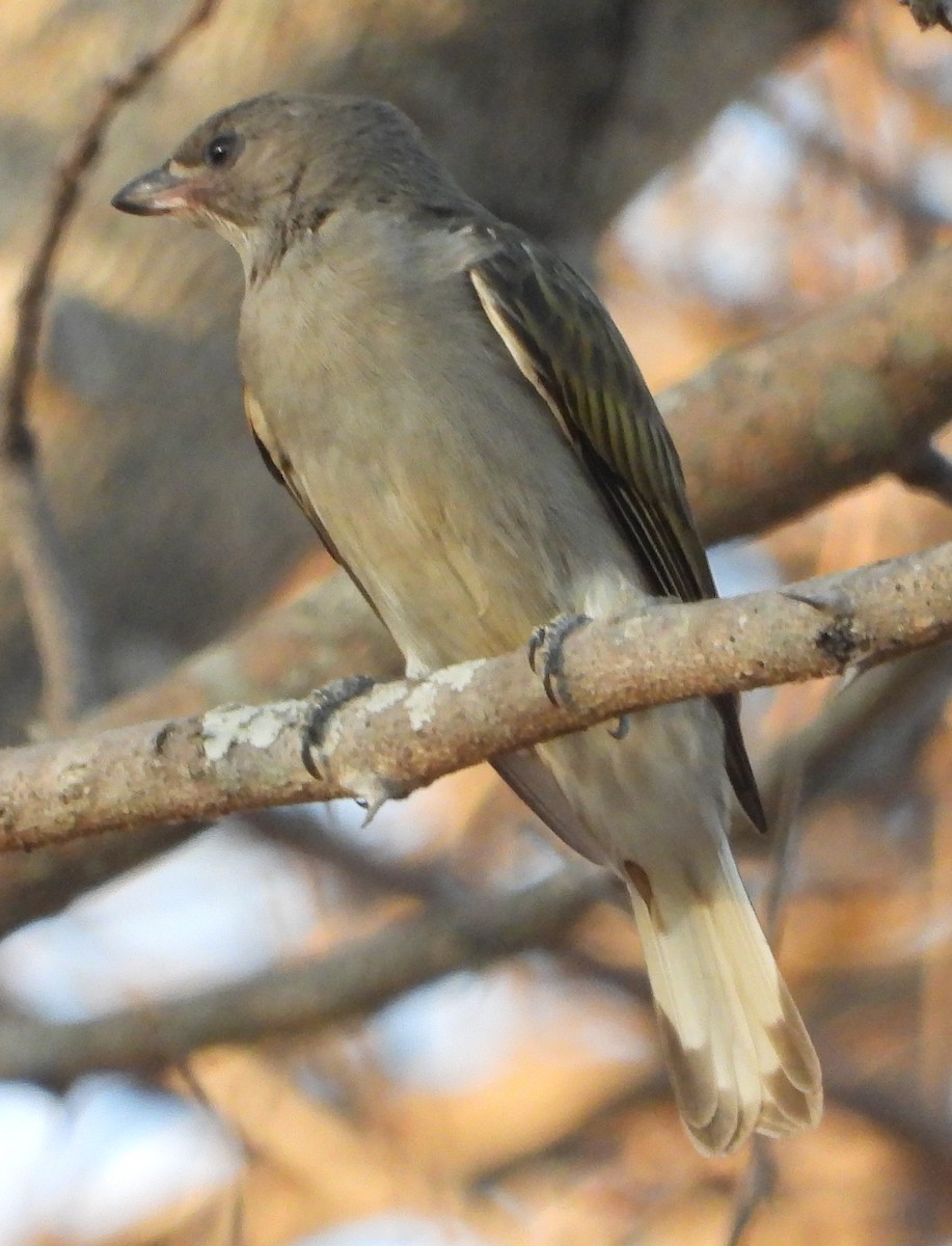 Lesser Honeyguide - ML623322999