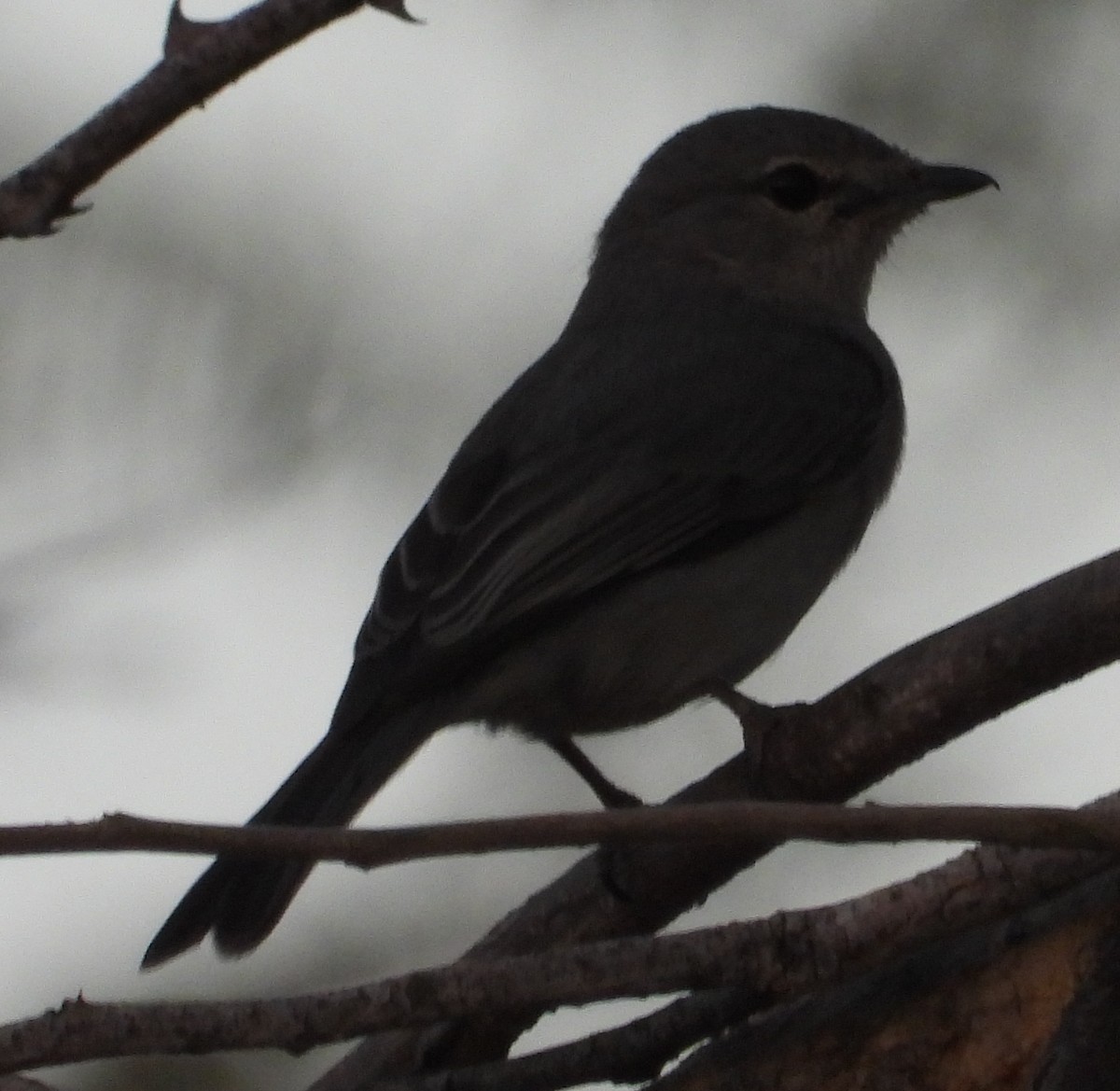 Ashy Flycatcher - ML623323009