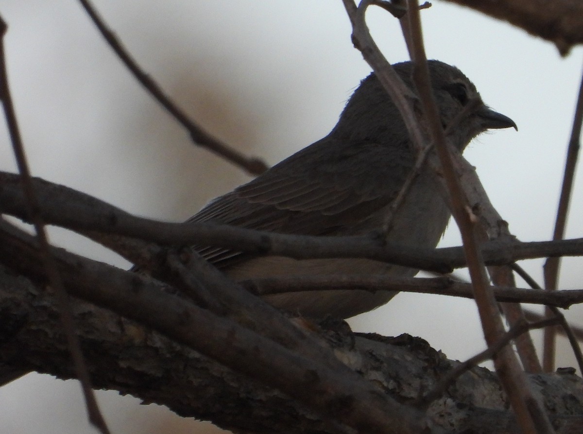 Ashy Flycatcher - ML623323010