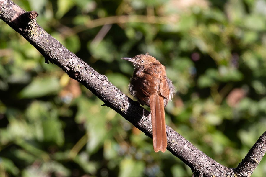 Brown Thrasher - ML623323052