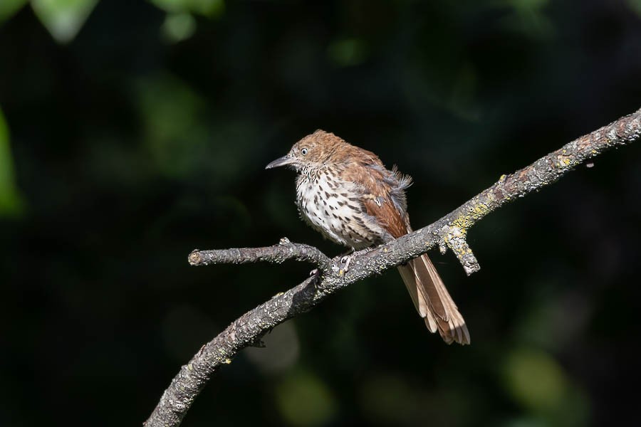 Brown Thrasher - Sandra Rosenhouse