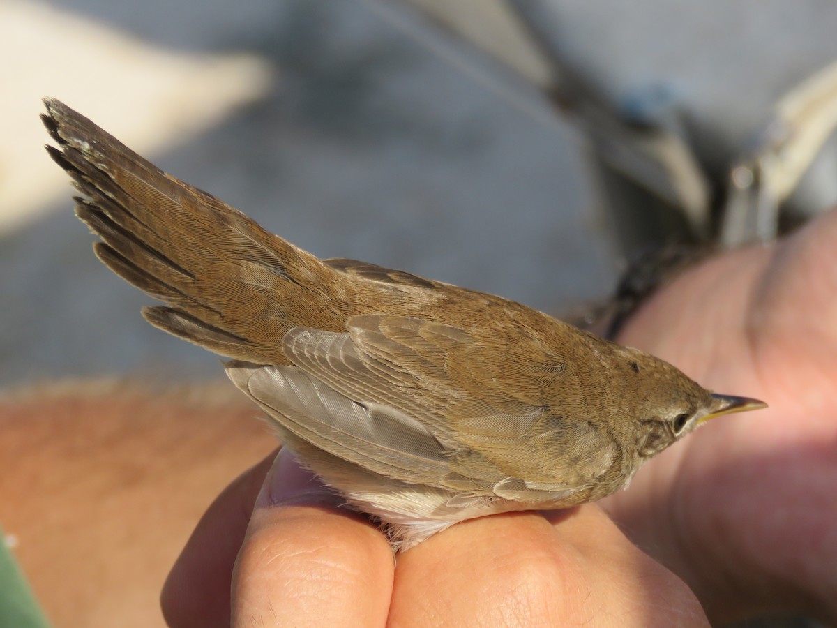 Savi's Warbler - Ricardo Rodríguez Llamazares