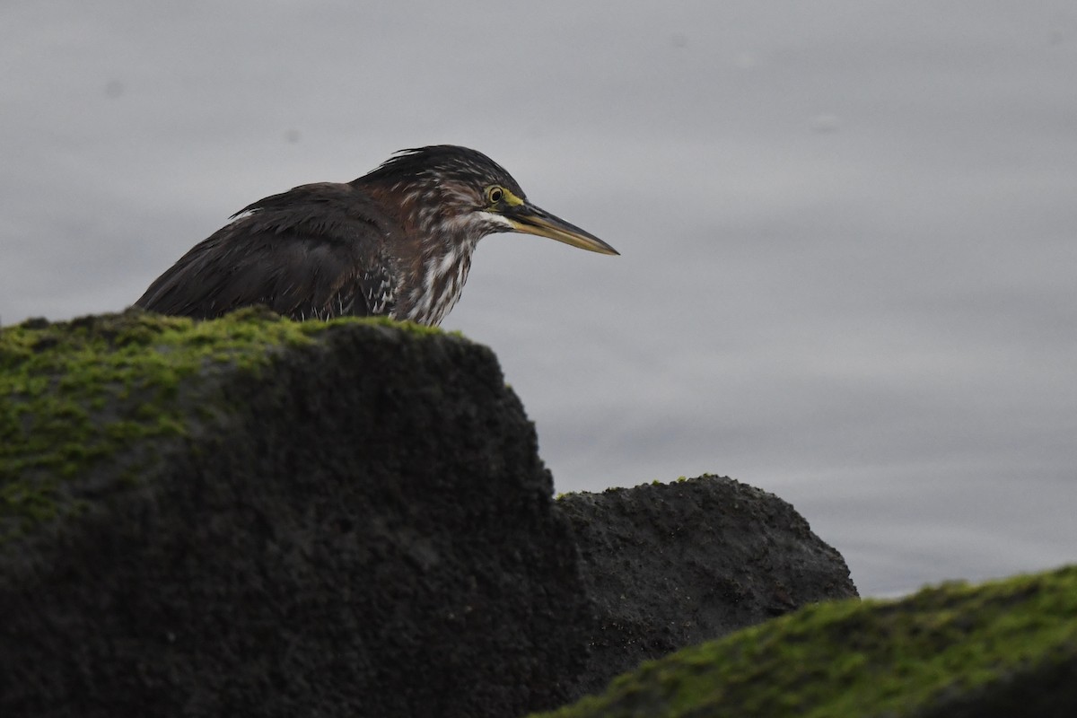 Green Heron - ML623323214