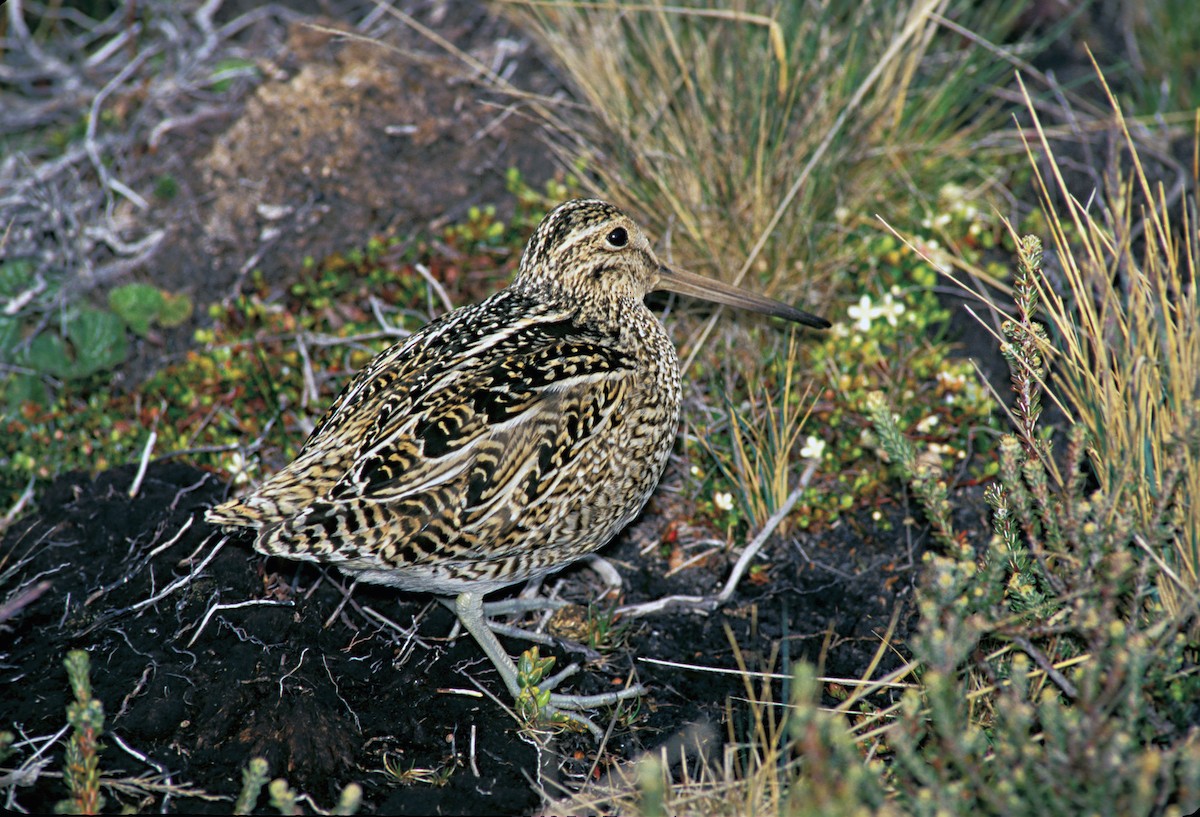 Magellanic Snipe - ML623323215