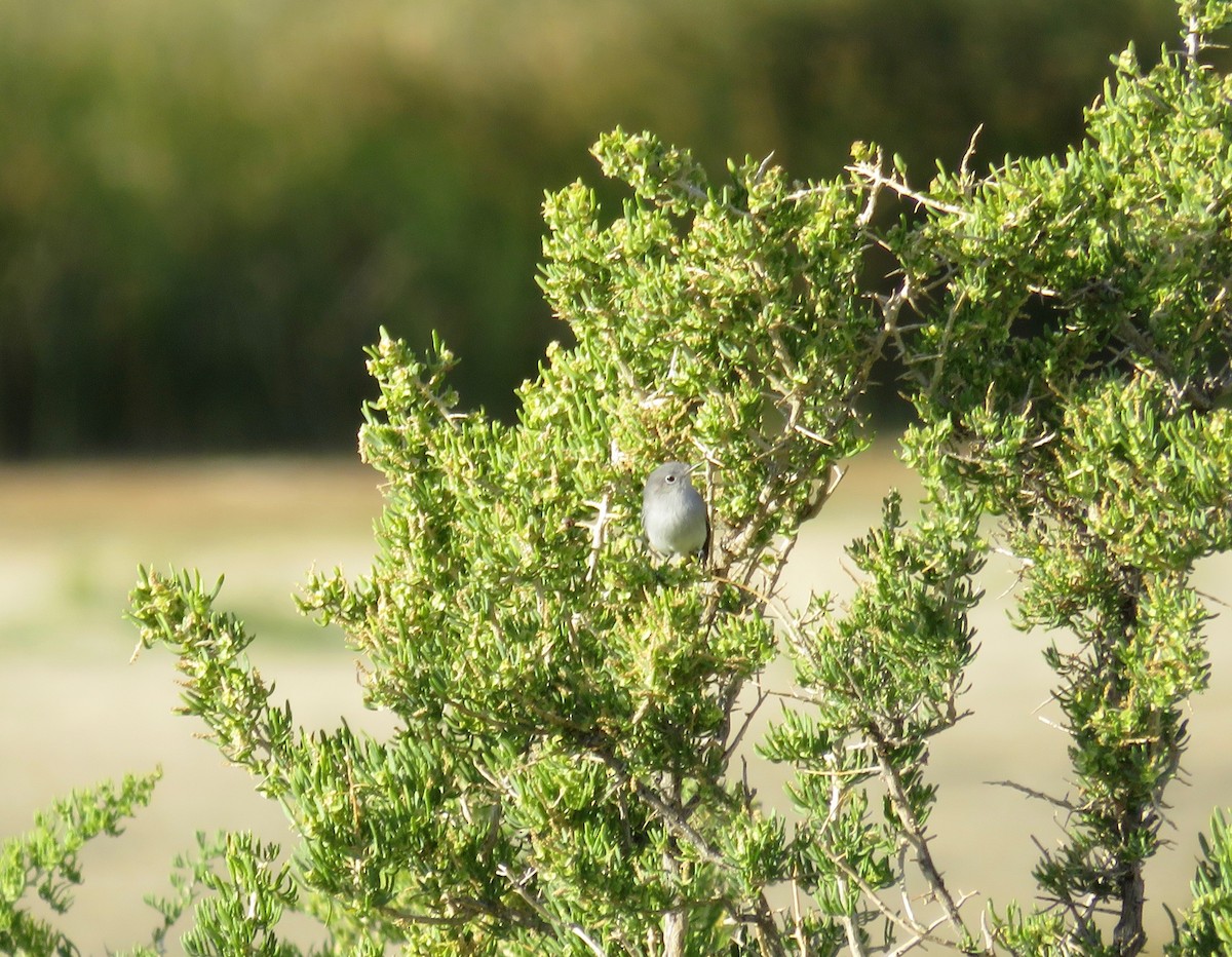 Blue-gray Gnatcatcher - ML623323300