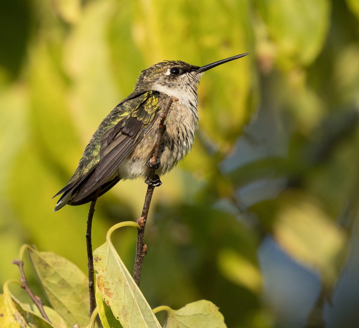 Ruby-throated Hummingbird - ML623323313