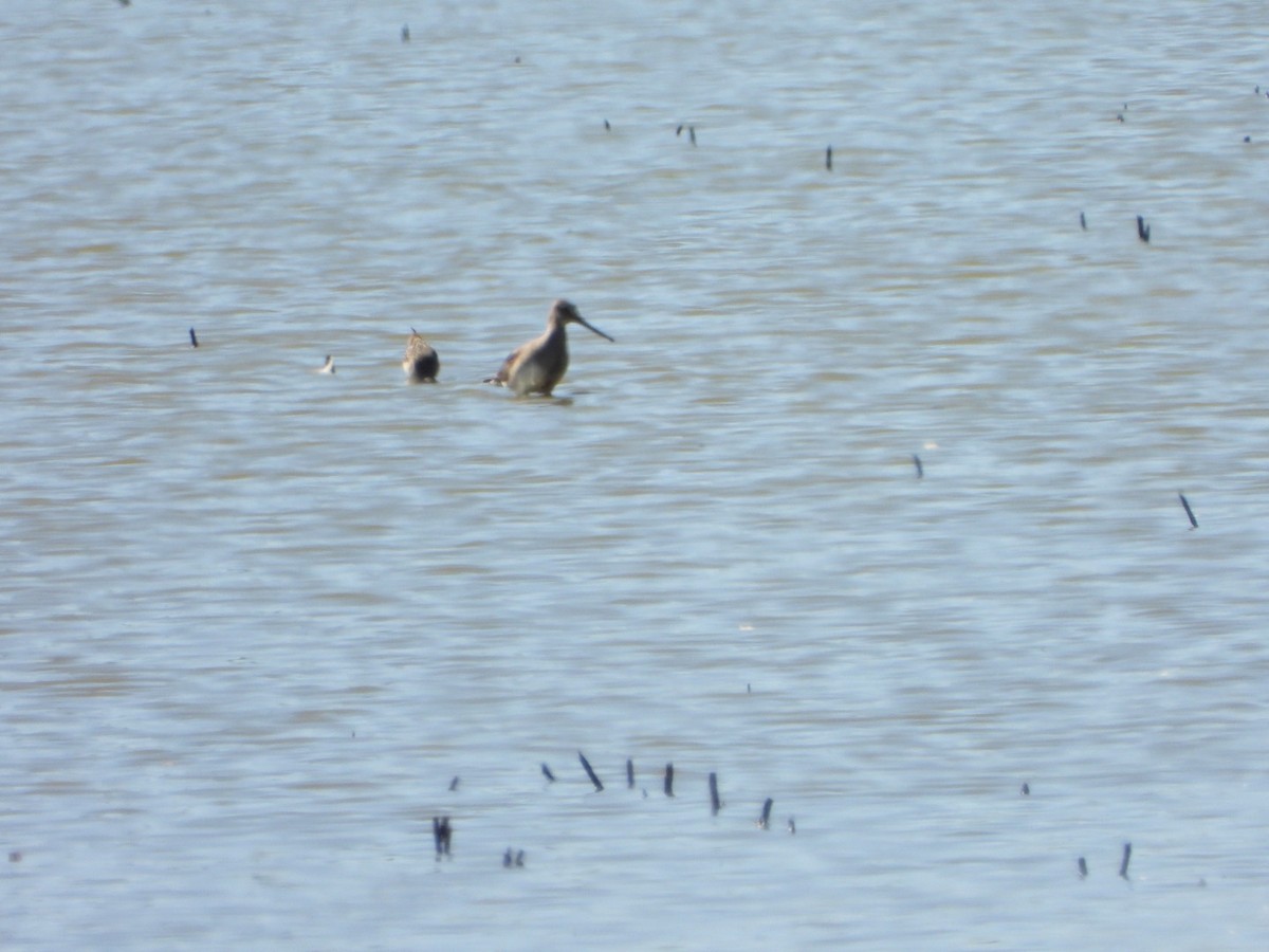 Hudsonian Godwit - ML623323343