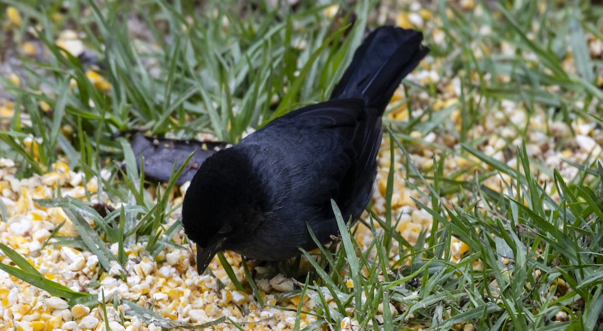 Yellow-thighed Brushfinch - ML623323368