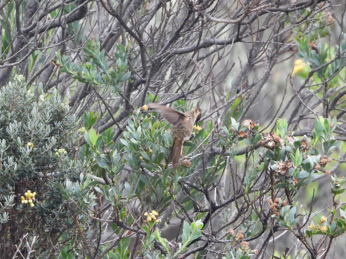 Buffy Helmetcrest - ML623323389