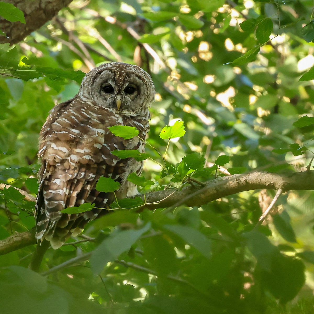 Barred Owl - ML623323430